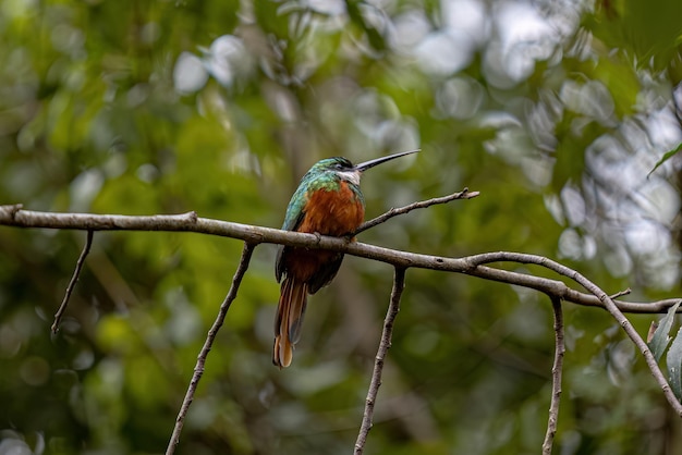 Foto pájaro jacamar de peluche rojo