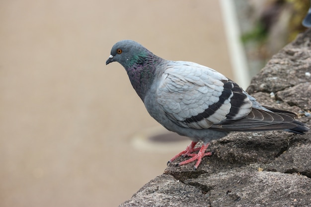 Pájaro japonés de la paloma que se coloca en la piedra de la roca