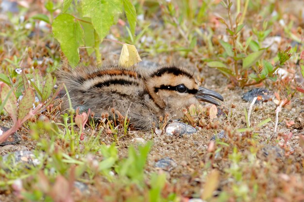 Pájaro juvenil Rostratula benghalensis pintada mayor de Australia