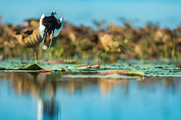 Foto pájaro en el lago contra el cielo