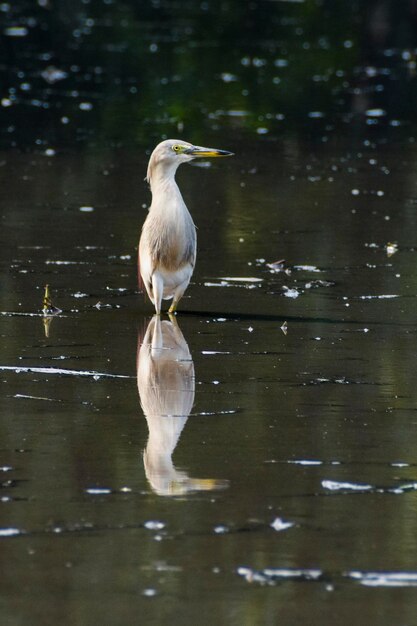 Foto pájaro en el lago