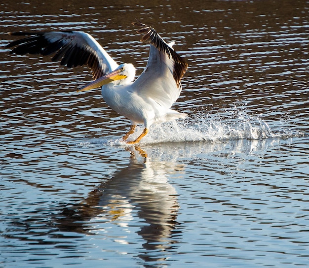 Foto pájaro en el lago