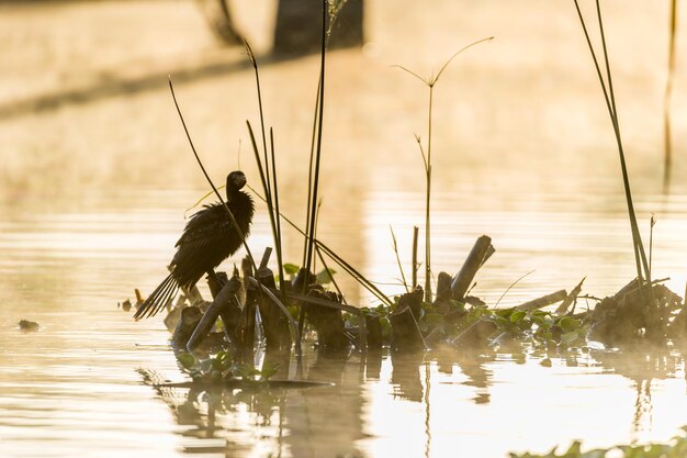 Foto pájaro en el lago