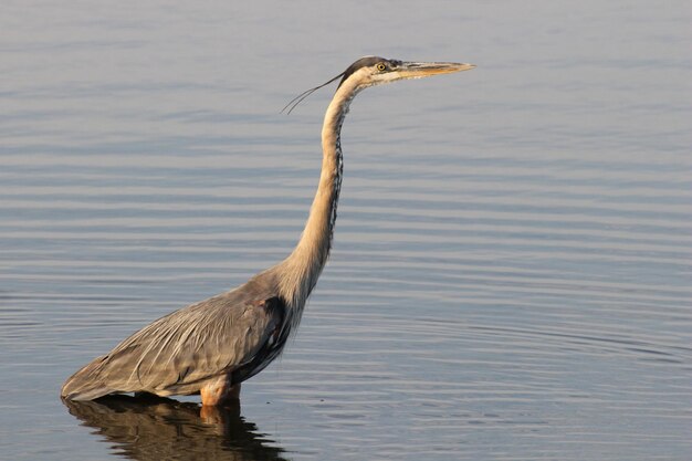 Foto pájaro en un lago