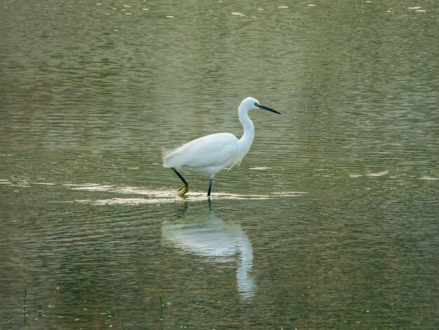 Un pájaro en un lago