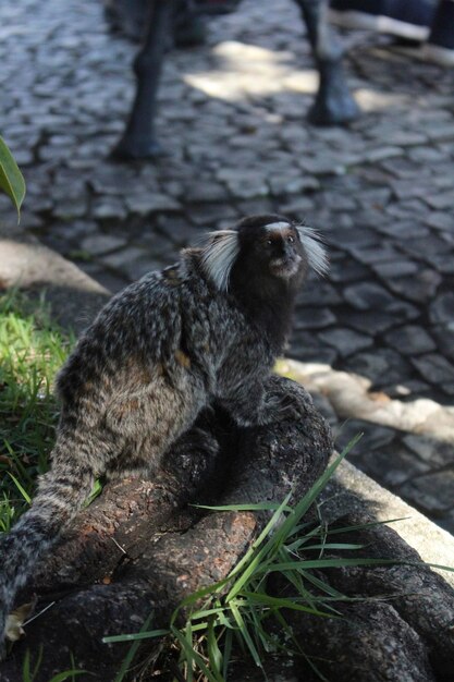 un pájaro con una larga cola se sienta en el suelo al lado de un camino de piedra