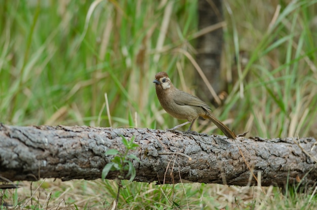 Pájaro Laughingthrush de ceja blanca (Garrulax sannio)