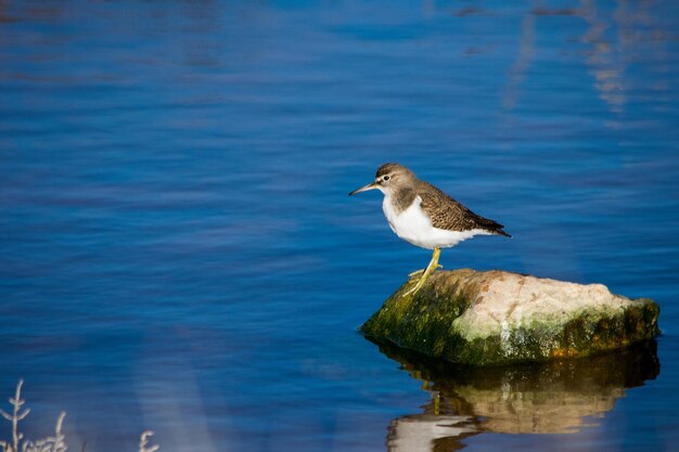 Un pájaro lavandera común, de pico largo marrón y blanco, descansando sobre una roca en agua salobre en Malta