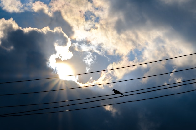 Un pájaro en la línea eléctrica del cable