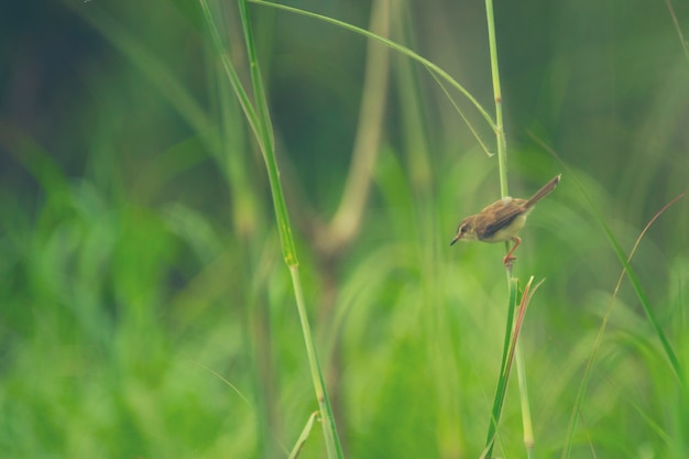 Pájaro llano de Prinia. campo de la naturaleza