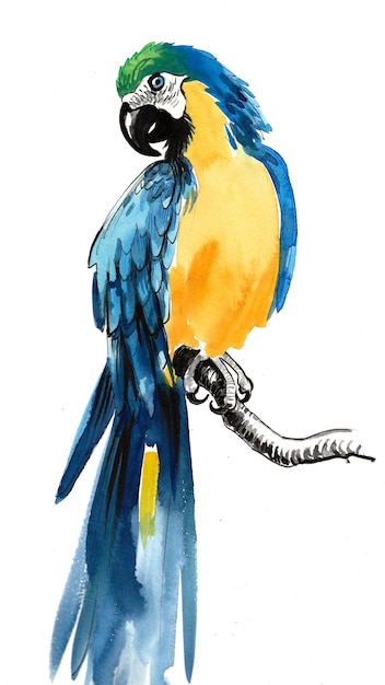 Pájaro loro amarillo azul. Dibujo a tinta y acuarela