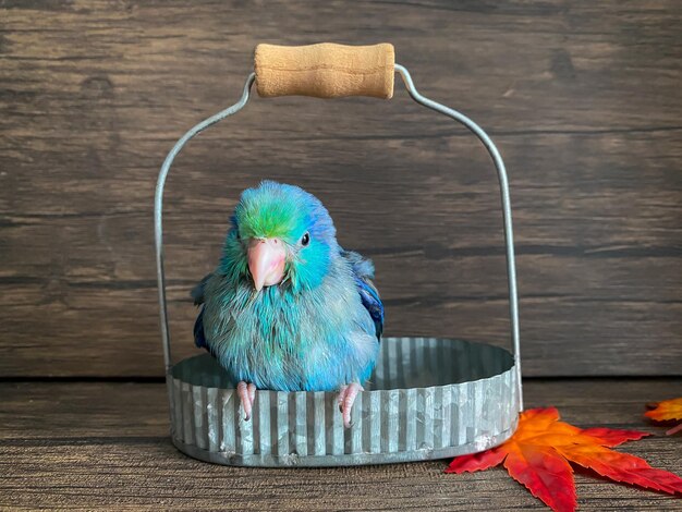 Foto pájaro loro de color azul forpus sobre la mesa