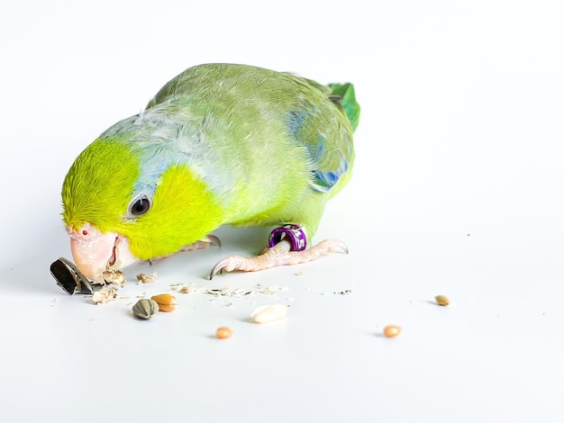 Pájaro loro Forpus sobre el fondo blanco.