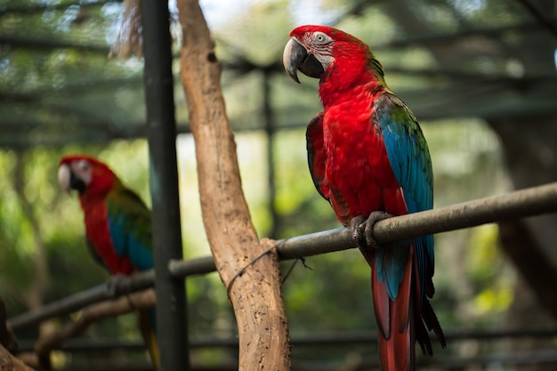 Pájaro loro guacamayo escarlata, hermoso pájaro rojo posado en el tronco de madera