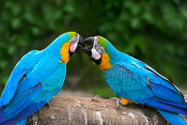 Foto pájaro loro (guacamayo severo) sentado en la rama