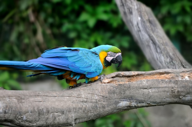 Pájaro loro (Guacamayo severo) sentado en la rama