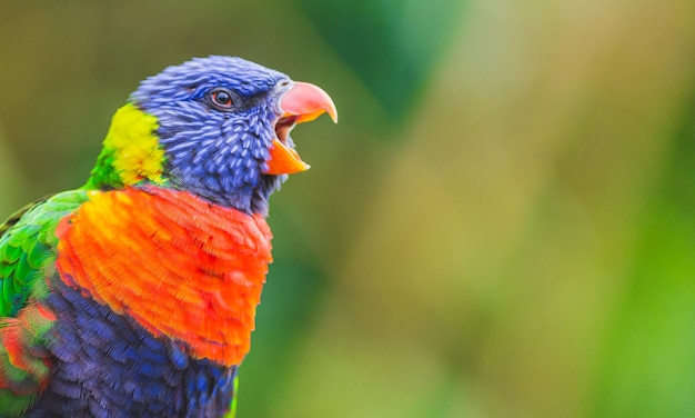 El pájaro loro Lorikeet del arco iris gritando abriendo su pico ampliamente Fotografía tomada