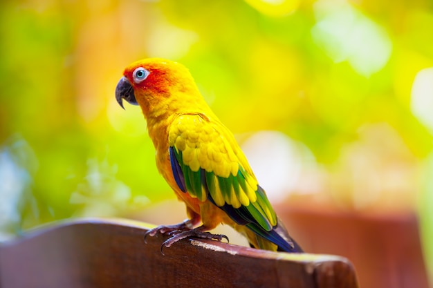 Pájaro loro en primer plano de Maldivas