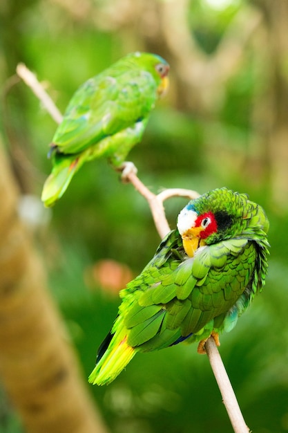 Pájaro loro sentado en la percha