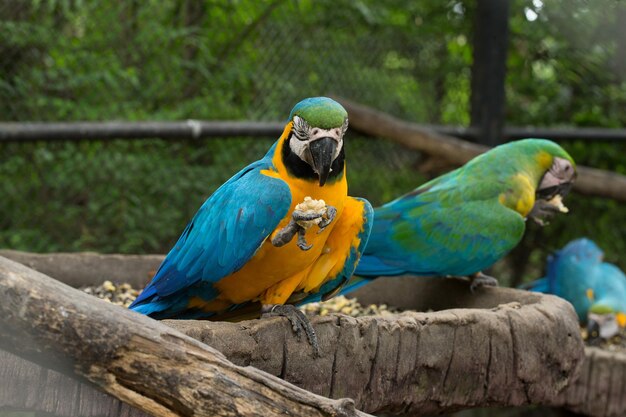 Pájaro loro sentado en la percha