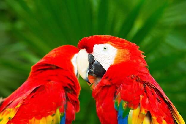 Foto pájaro loro sentado en la percha