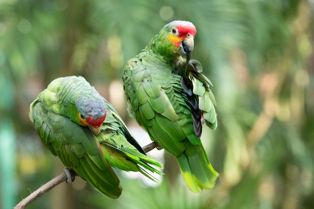 Pájaro loro sentado en la percha