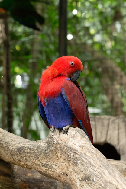 Pájaro loro sentado en la percha