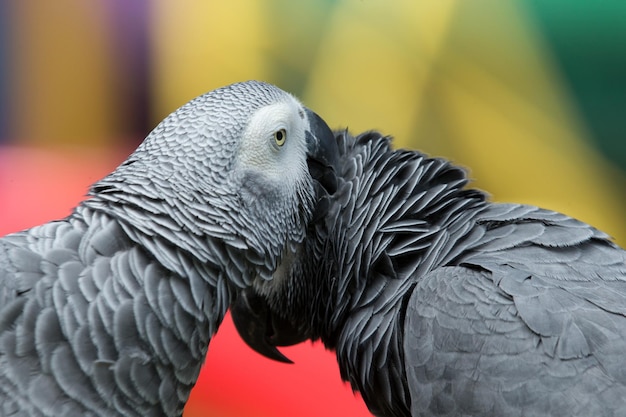 Foto pájaro loro