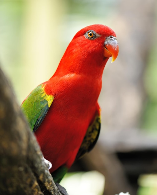 Foto pájaro loro