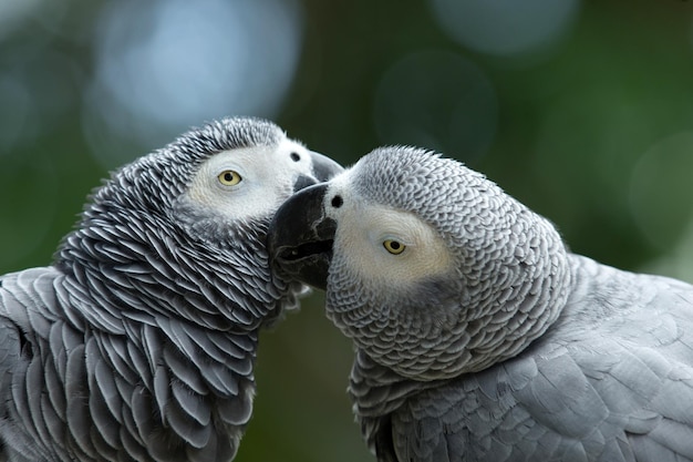 Pájaro loro