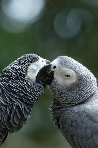 Pájaro loro