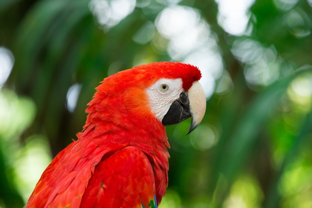 Pájaro loro