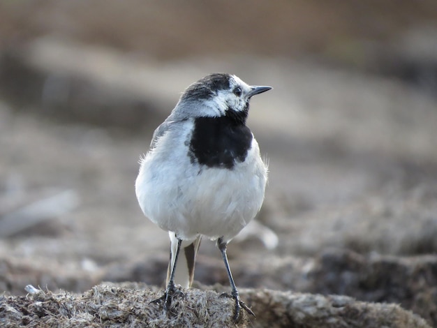 Pájaro en un lugar impresionante