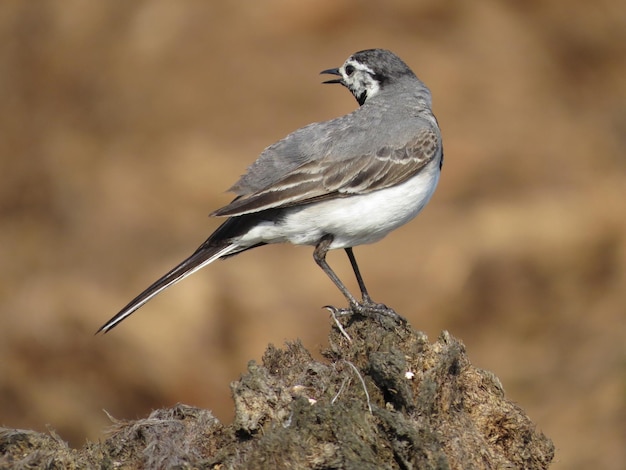 Pájaro en un lugar impresionante