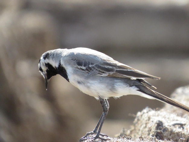 Pájaro en un lugar pintoresco