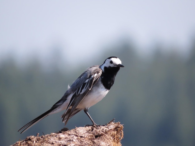 Pájaro en un lugar pintoresco