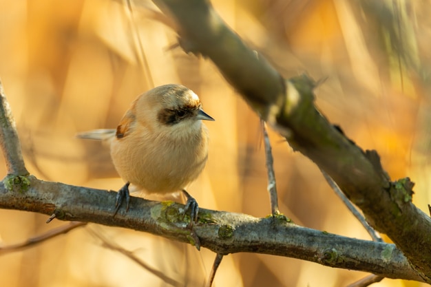 Un pájaro macho Penduline Tit Remiz pendulinus.