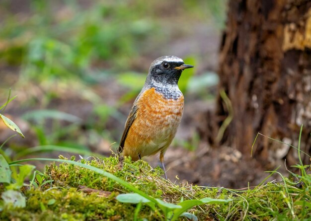 Pájaro macho Redstart común entre la hierba de cerca