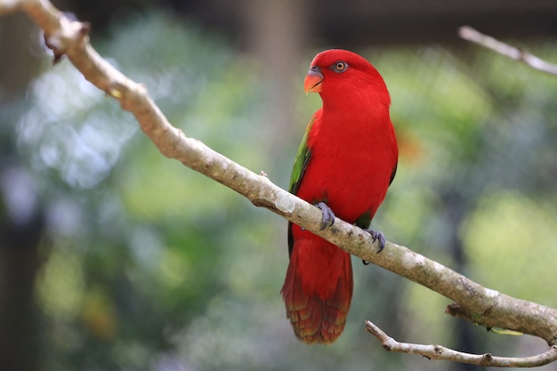 Pájaro macore rojo en las ramas de los árboles tropicales en la selva, la fauna es rara y en peligro de extinción.