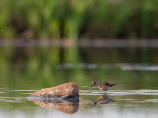 Un pájaro de madera de pie sobre una capa de agua