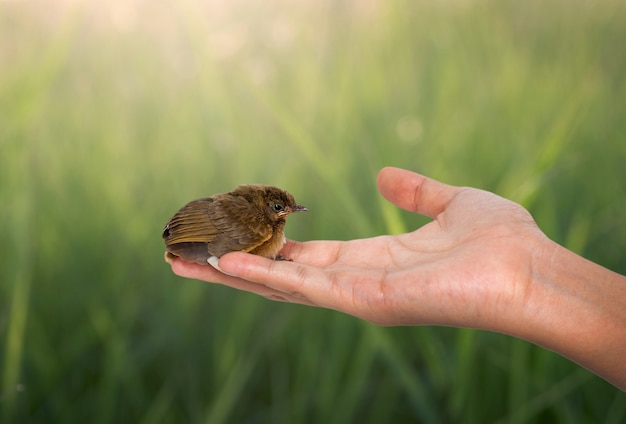 Pájaro en mano de mujer