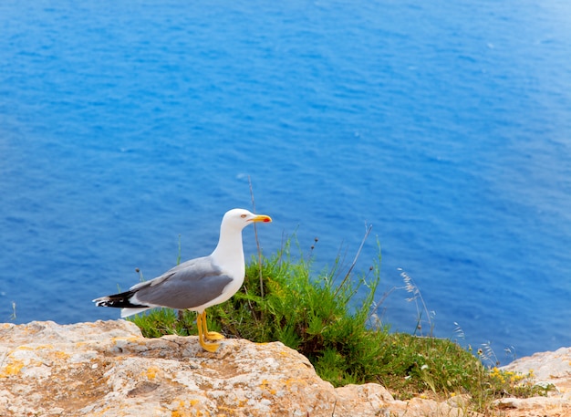 pájaro de mar en el mar mediterráneo en las islas baleares