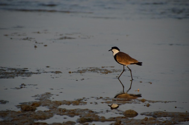 Pájaro en el mar con reflejo