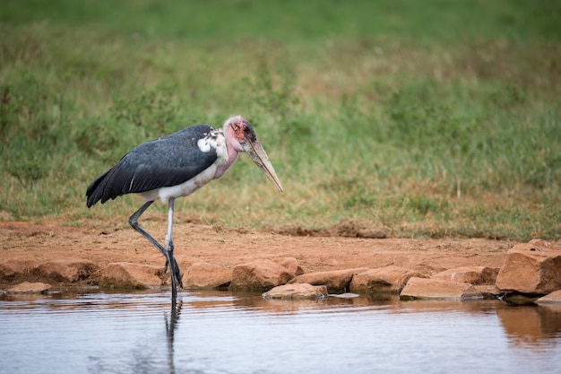 El pájaro Marabu está de pie cerca del pozo de agua