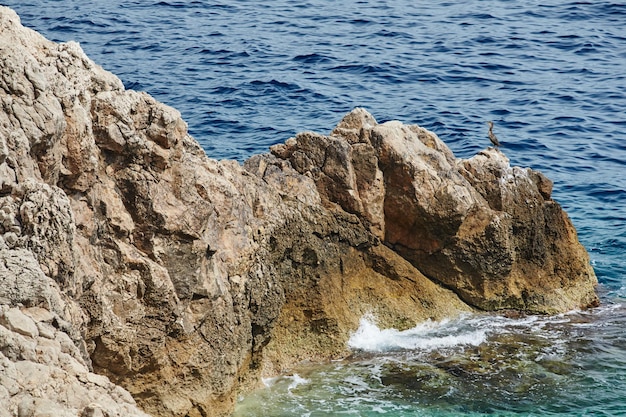 Pájaro marino salvaje sentado en una roca en el mar mediterráneo cerca del agua de color azul de Mónaco