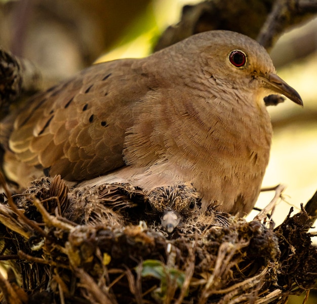 pájaro marrón anidando