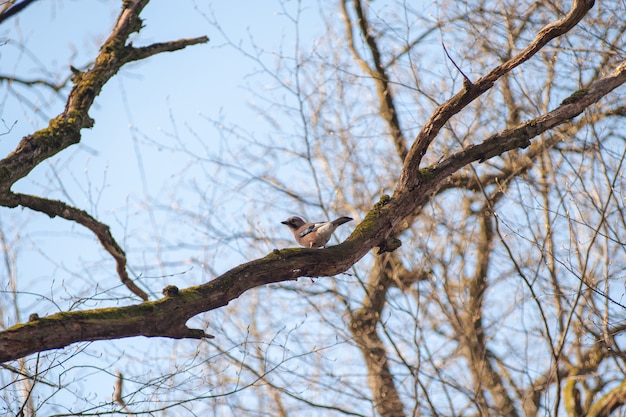 Pájaro marrón en una rama, pájaros cantando en la primavera