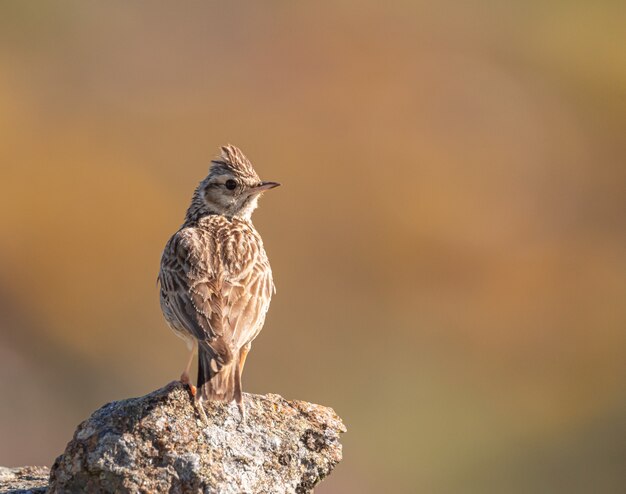 Foto pájaro marrón sobre una roca durante el día