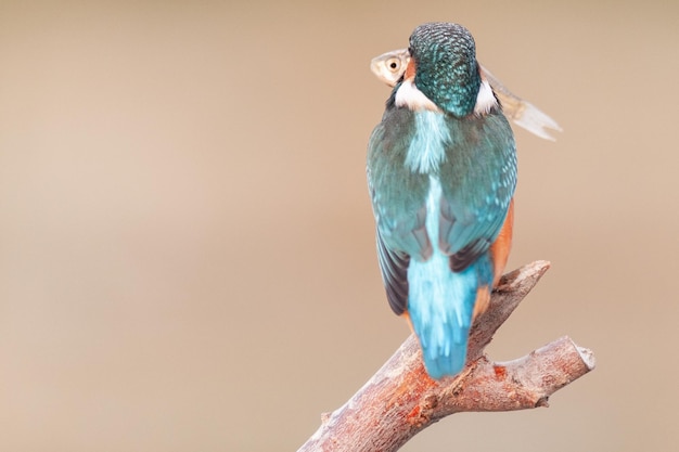 Pájaro martín pescador Alcedo atthis sentado en un palo con un pez en el pico