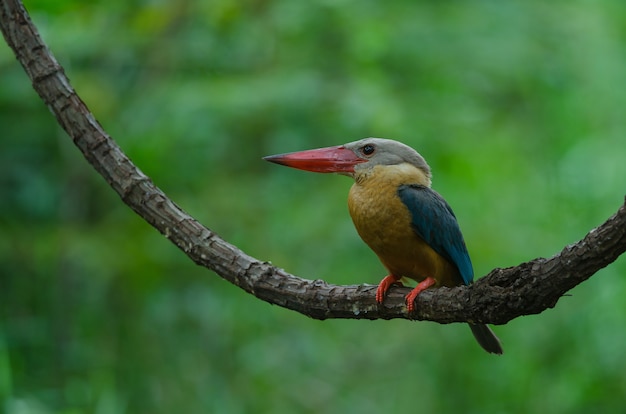 Pájaro Martín pescador de pico cigüeña posado en la rama